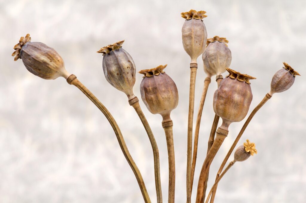 poppy, poppy seed capsules, dry, flower, nature, beautiful flowers, flower background, flower wallpaper, fall