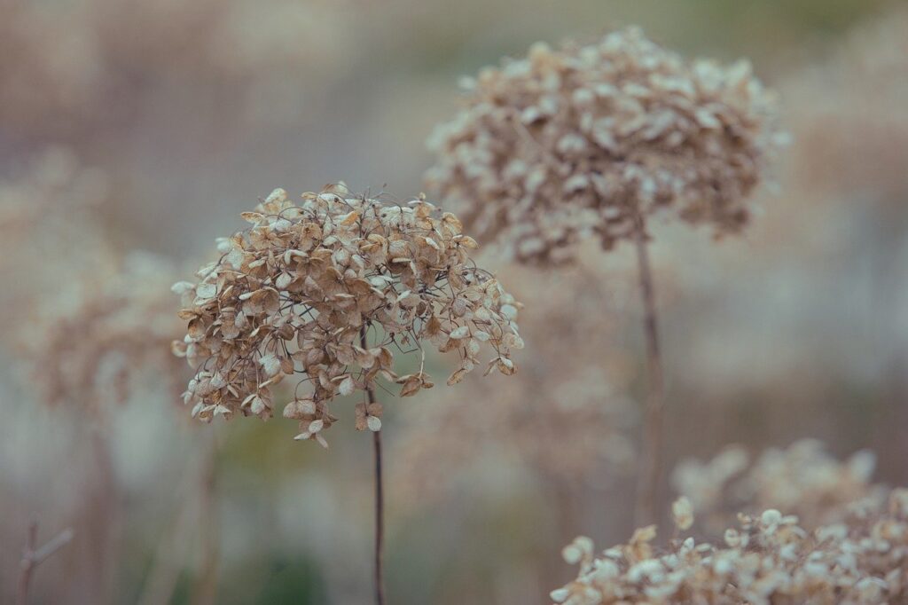 hydrangea, nature, bloom, blossom, flower wallpaper, flora, flower, winter, garden, plant, leaves, botany, petals, dry, fall, beautiful flowers, wilted, autumn, faded, flower background, frost