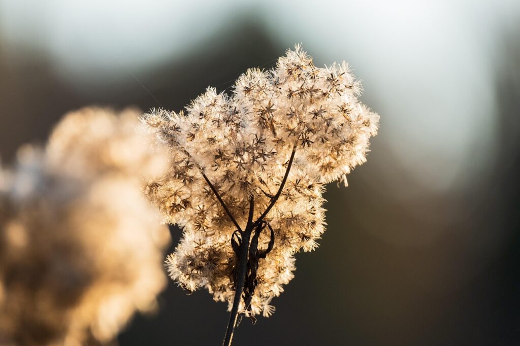 goldenrod, seed head, plant, flying seeds, wild plant, dried flower, withered, backlighting, nature, closeup, goldenrod, goldenrod, goldenrod, goldenrod, goldenrod, dried flower, dried flower, dried flower, dried flower, nature