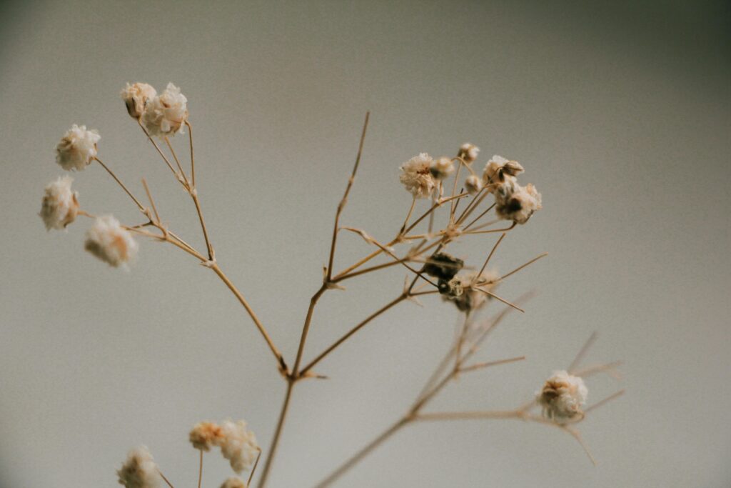 Delicate dried flowers on thin branches against a muted white background create a minimalist aesthetic.